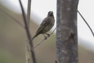 Thick-billed Seedeater