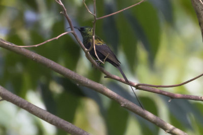 Bronze Sunbird