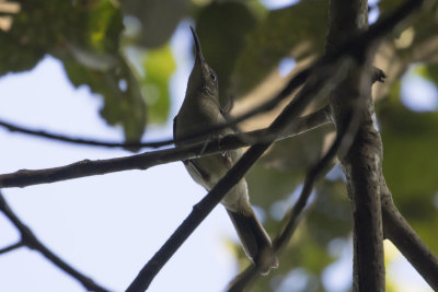 Olive Sunbird