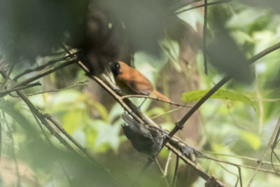 Black-faced Woodland Warbler