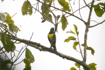 African Emeral Cuckoo