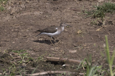 Common Sandpiper