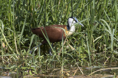 African Jacana