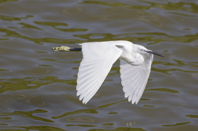 Little Egret