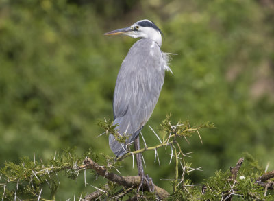 Gray Heron