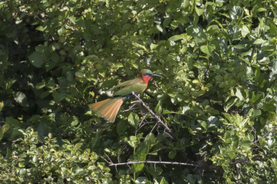 Red-throated Bee-eater