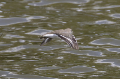 Common Sandpiper