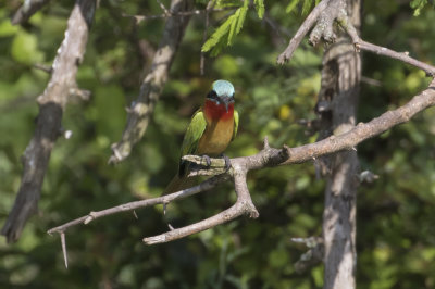 Red-throated Bee-eater