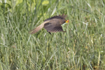 Yellow-billed Oxpecker