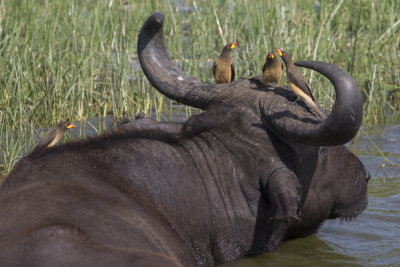 Yellow-billed Oxpeckers