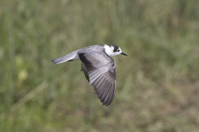 White-winged Tern