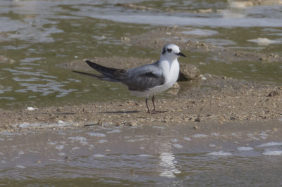 White-winged Tern