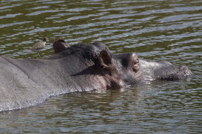 Common Sandpiper on Hippo
