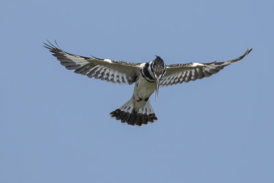 Pied Kingfisher