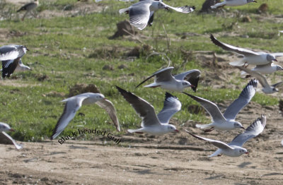 Black-headed Gull with Gray-headed