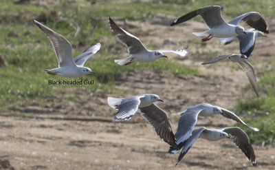Black-headed Gull with Gray-headed