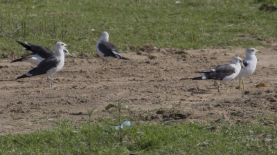 Lesser Black-backed Gulls