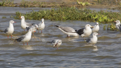 Lesser Black-backed & Gray-headed Gulls