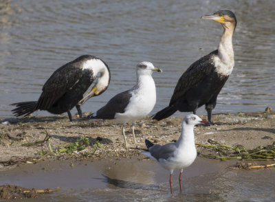 Lesser Black-backed Gull