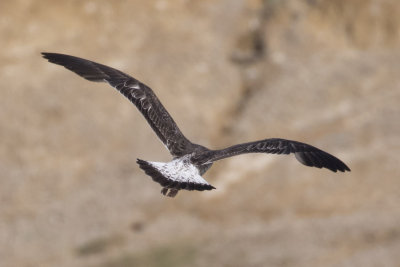 Lesser Black-backd Gull