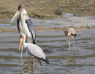 Marabou & Yellow-billed Stork