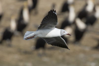 Gray-headed Gull