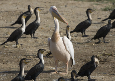 Great White Pelican