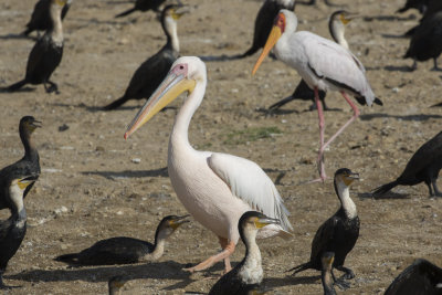 Great White Pelican