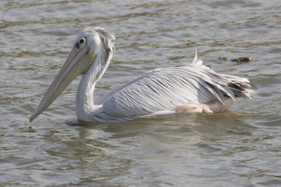 Pink-backed Pelican