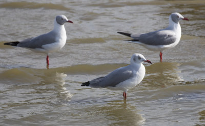 Gray-headed Gulls