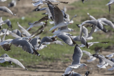 Gray-headed Gulls