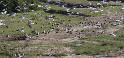 Lesser Black-backed Gulls