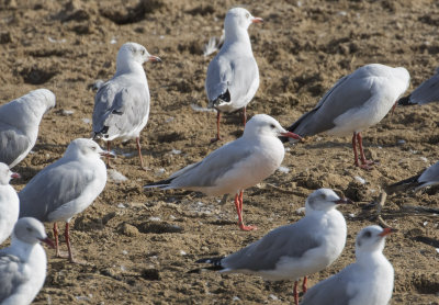 Slender-billed Gull