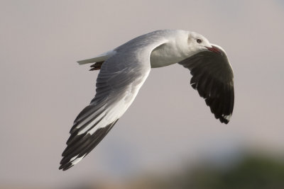 Gray-headed Gull