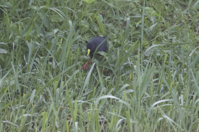 Black Crake