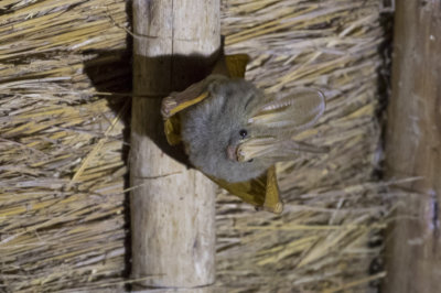 Yellow-winged Bat