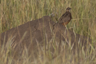 Harlequin Quail