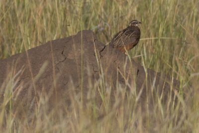 Harlequin Quail