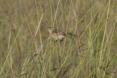 Zitting Cisticola