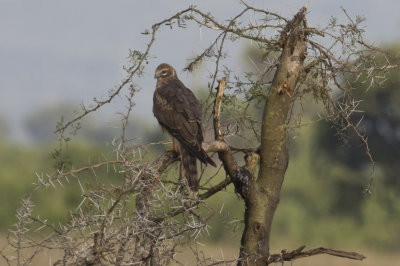 Pallid Harrier