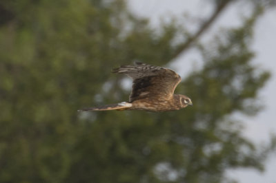 Pallid Harrier