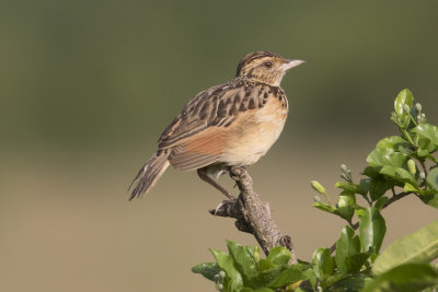 Rufous-naped Lark