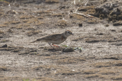 Red-capped Lark