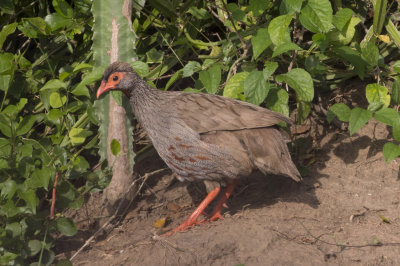 Red-necked Spurfowl