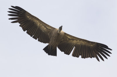 African White-backed Vulture