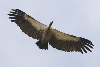 African White-backed Vulture