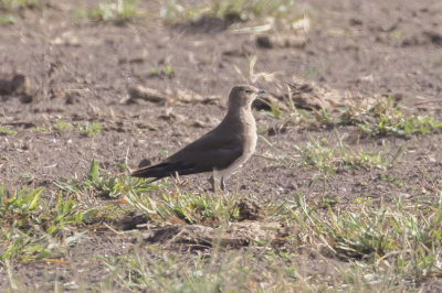 Collared Pratincole