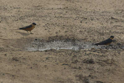 Rufous-chested Swallow