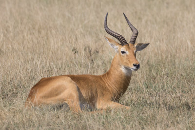 Ugandan Kob