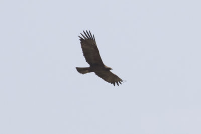 Lesser Spotted Eagle